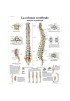 Planches anatomiques - Système Squelettique