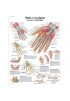 Planches anatomiques - Système Squelettique