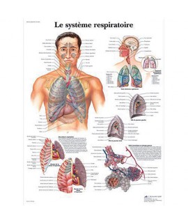 Planche anatomique - Système respiratoire