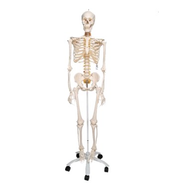 Squelette Flexible FRED