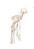 Squelette Flexible FRED